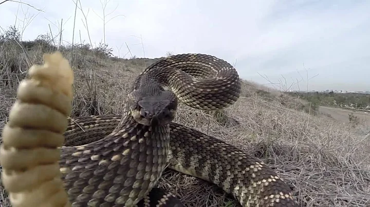 Rattlesnake Bite GoPro Hero 3 and UK Pro Pole