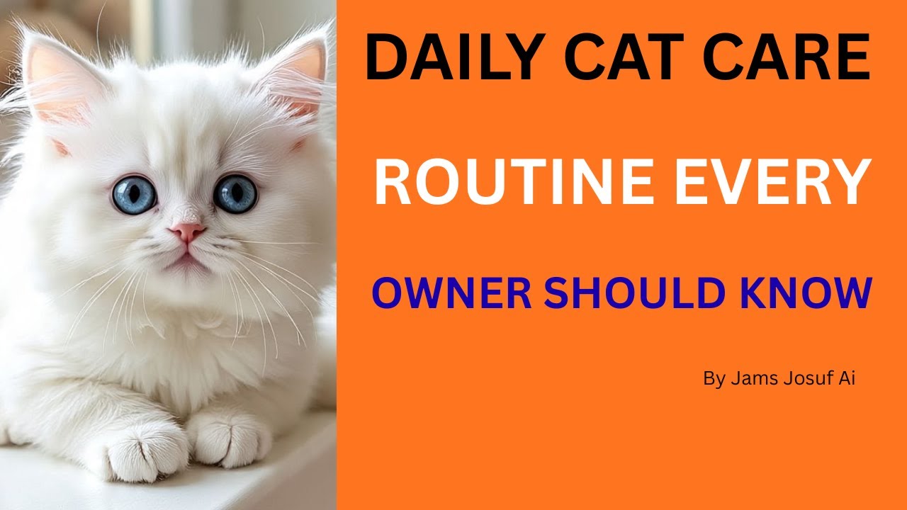 Daily Cat Care Routine Every Owner Should Know