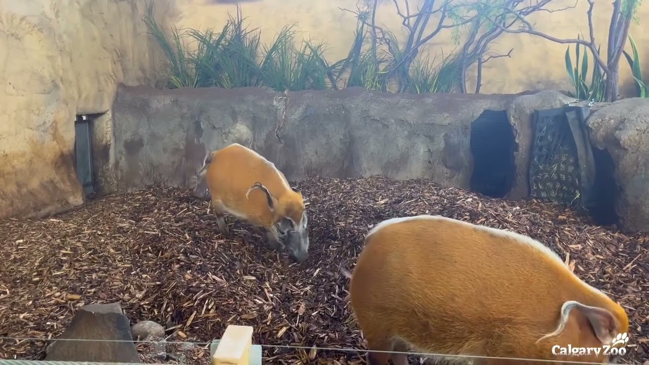 Fresh Mulch for Red River Hogs