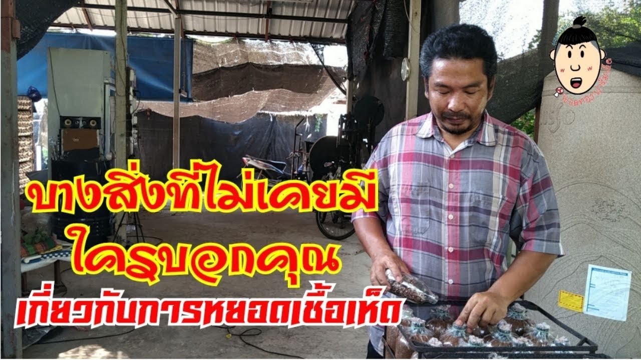 การ#หยอดเชื้อเห็ดนางฟ้ากับบางสิ่งที่ไม่เคยมีใครบอกคุณ