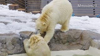 雪景色の中遊ぶホッキョクグマ~Polar Bears are playing in snow