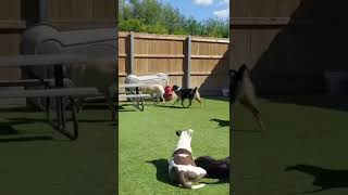 Adult Australian Shepherd for Adoption