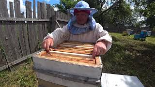Влияние метода вывода  маток в основных семьях на производительность пчёл на главном взятке.