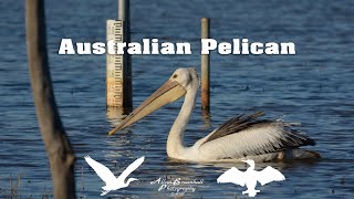 Australian Pelican