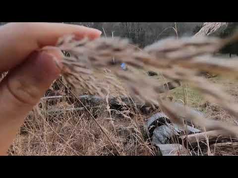 ASMR | In The Field