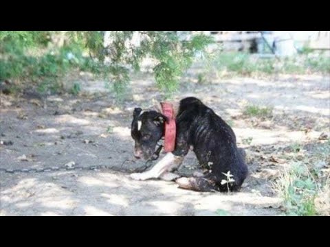 Video: Prije i poslije prihvata Priče o psima će vaše srce učiniti sretnim