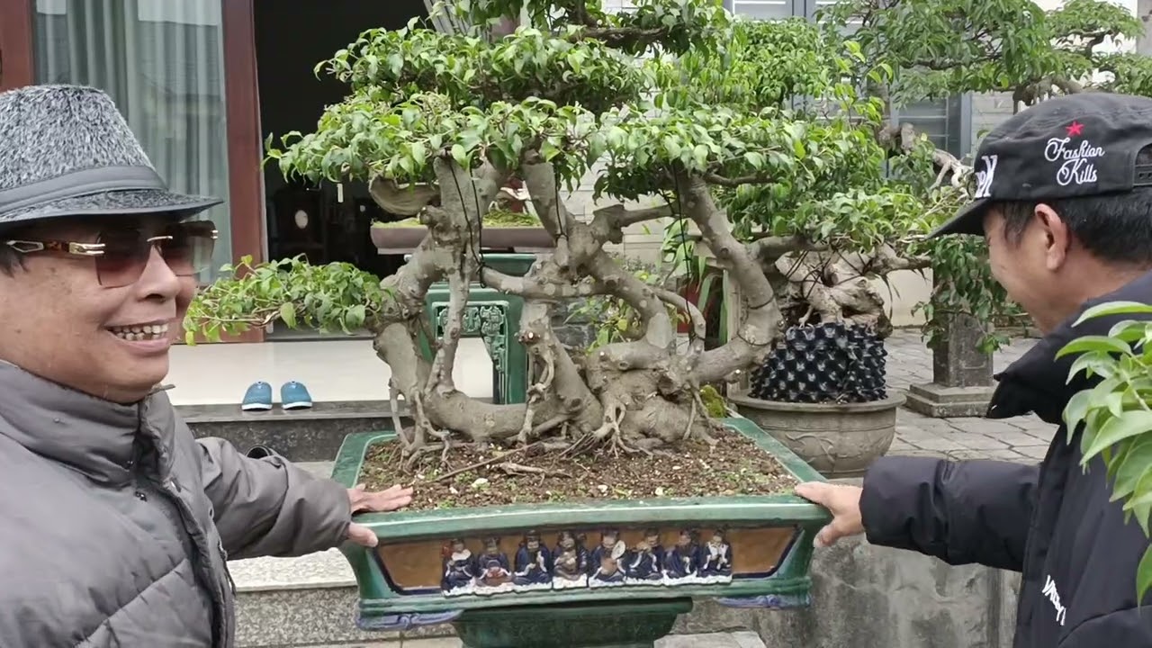 Bonsai Đào xá nghệ nhân hoàn đá 