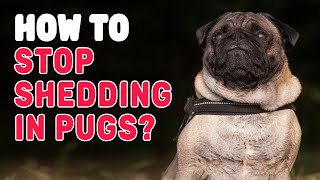 How To Stop Shedding In Pugs? | #petmoo by petmoo 9,115 views 3 years ago 2 minutes, 42 seconds