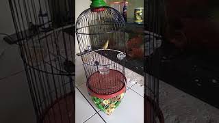 Pleci gacor alay sf