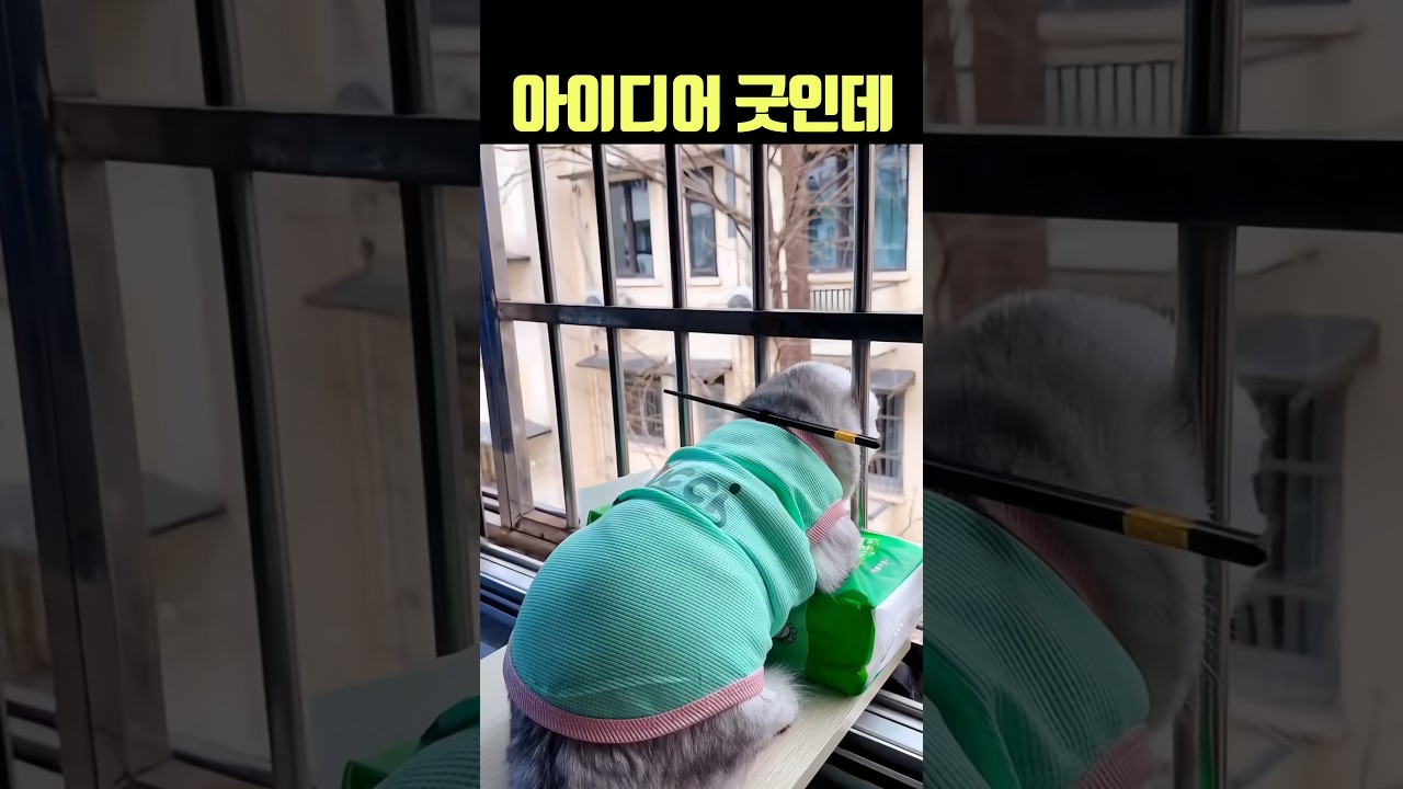아이디어 굿인데👍🏻 #고양이 #냥이 #쇼츠