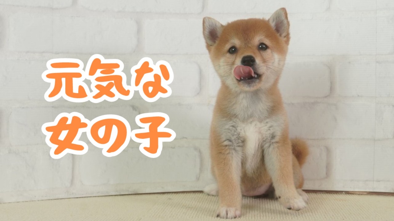 豆柴】子犬 6/2 女の子♀ 摂州宝山荘 mameshiba dog Puppy （mame