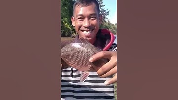 mancing dapat mangrove jack dan belut bakau #shorts #mancingikan