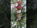 【頑張って 元ネタ / 轟はじめ】ねばーる君 #insta360 #funny #prank #ねばーる君 #funny #ibaraki