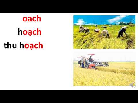 Bai 95 Học vần oanh oach Tuần 23 lớp 1
