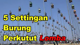 5 Settingan Burung Perkutut Lomba