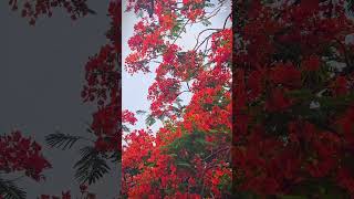 প্রকৃতির হাতছানি ....🏵️ #everyonefollowers #everyone #facebook #facbook #facebookpost