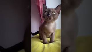 Charming European Burmese kitten