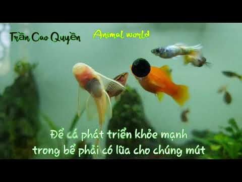 Longfin - Loài Cá Dọn Bể Tuyệt Vời Nhất Trong Bể Thủy Sinh Hoặc Cá Cảnh