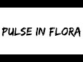 Empty old City and HoYoFair - Pulse in Flora