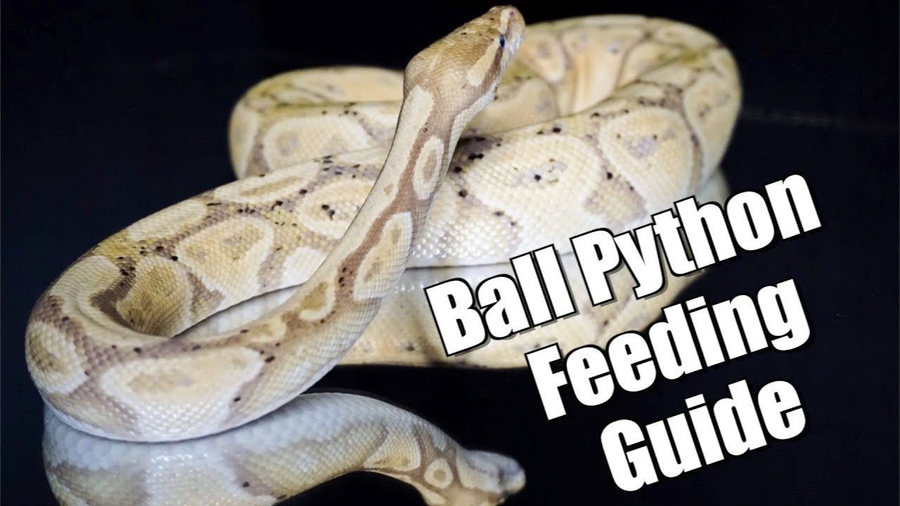 Ball Python Feeding Chart