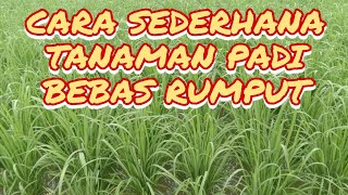 Download Lagu mengatasi gulma pada tanaman padi MP3