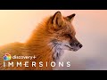 A day in the wildlife slow tv  discovery immersions