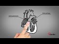 Anatomie du coeur  version franaise