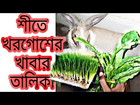 শীতকালে খরগোশের খাবার। শীতকালে খরগোশকে কি খেতে দিব।  খরগোশ পালন পদ্ধতি।@rabbit lover bd