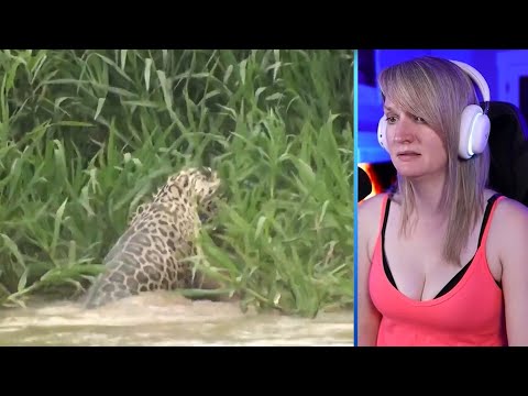 60 Of The Craziest Animal Fights You Won’t Believe Actually Happened Part 1 | Luong Vlog