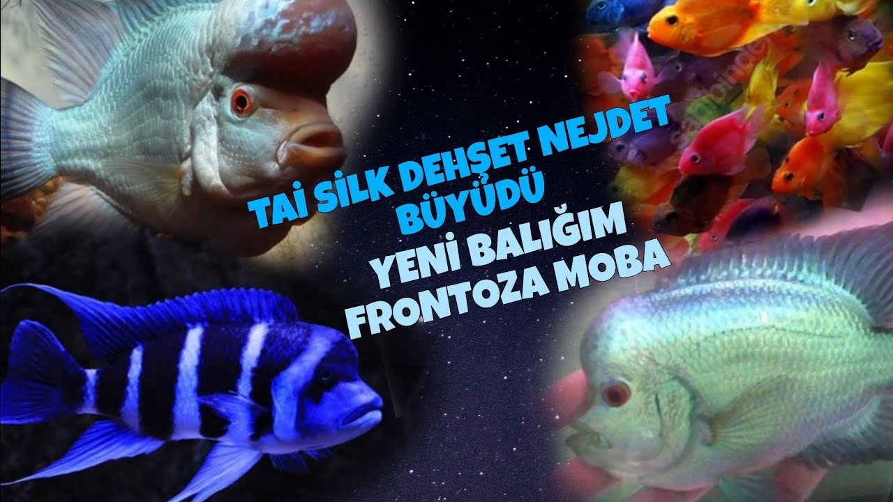 Flowerhorn Tai Silk Dehşet Nejdet Büyüdü.Yeni Balığım Frontoza Moba #fish #fishtank #akvaryum