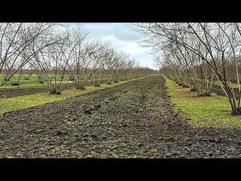 Video: Fındıq açarı nə üçün istifadə olunur?