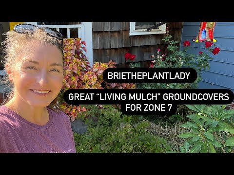 Video: Hardy Evergreen Groundcover Plants: Evergreen Groundcover Zone 7 Gardens