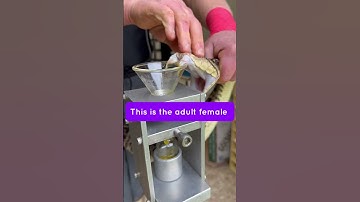 Person is doing a venom extraction from a Terciopelo snake to be used in research and snak