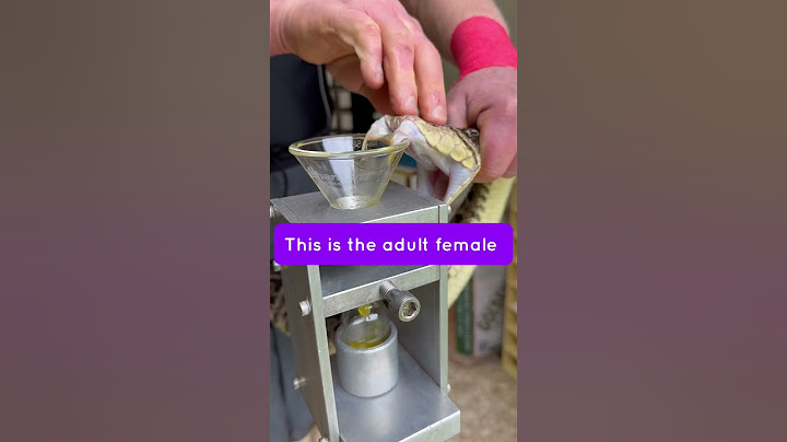 Person is doing a venom extraction from a Terciopelo snake to be used in research and snak