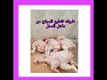 طريقه تجهيز الدجاج وتقطيعو من داخل المحل طريقه تجهيز الدجاج وتقطيعو من داخل المحل