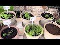 Spring 2024 Decorating, Gardening, And Home Projects