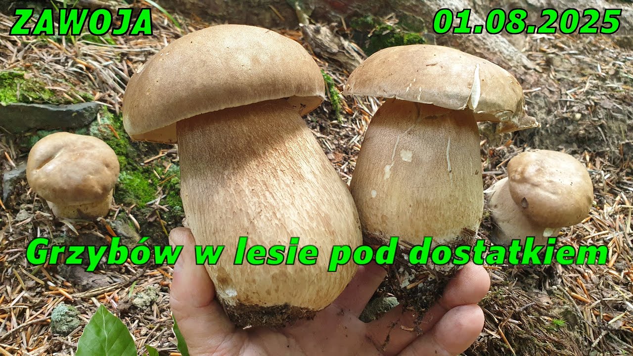Grzybobranie 2025.08.01 Zawoja - bardzo dużo borowików