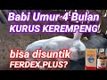 Babi Umur 4 Bulan KURUS, Apa Bisa Disuntik Dengan FERDEX PLUS? Ferdex_,Plus #vitamin_babi