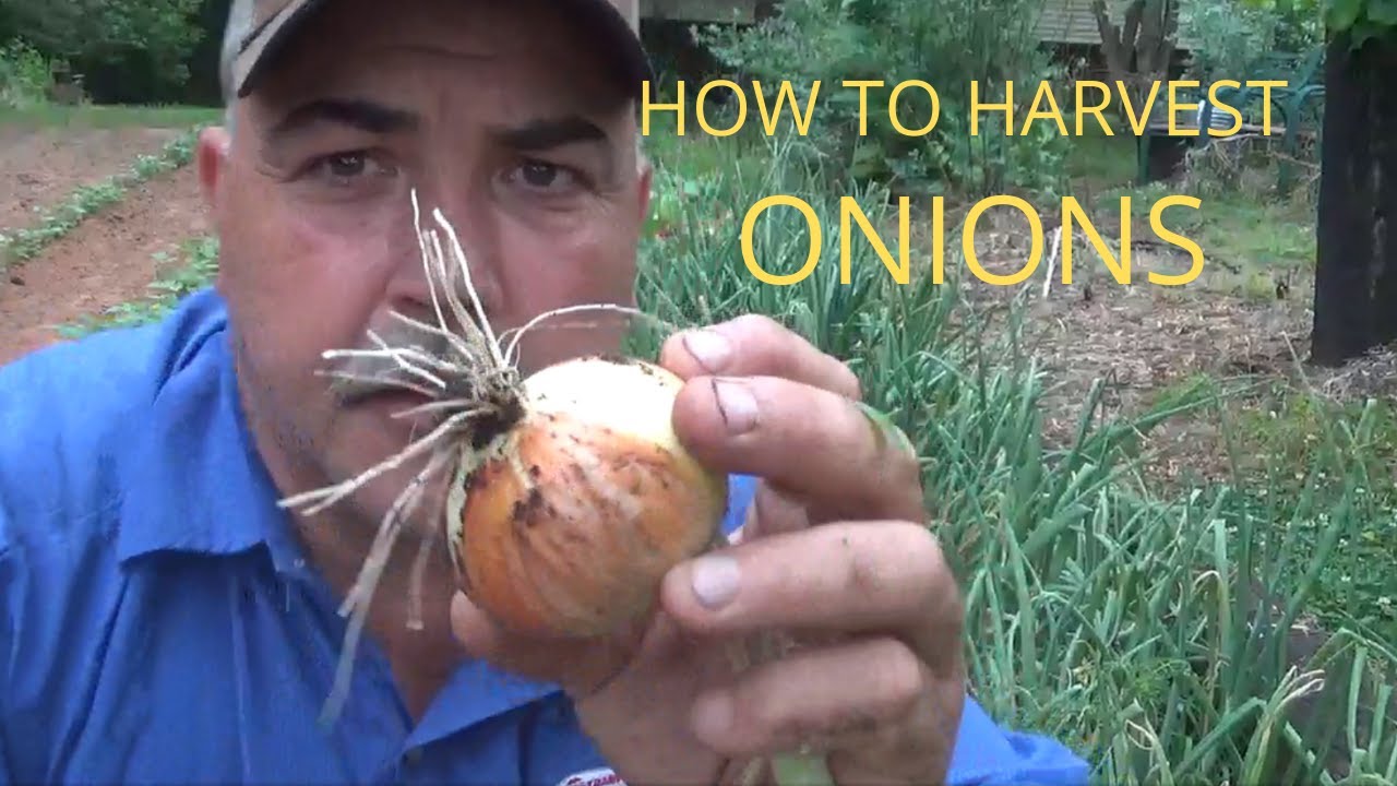 When to harvest onions 