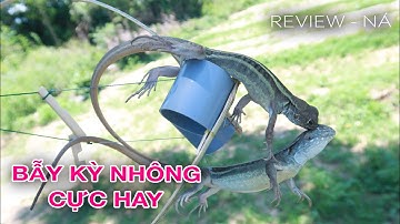 Cách bẫy kỳ nhông (dông cát) với ống nhựa và tre cực đơn giản và hiêu quả | Review - Ná