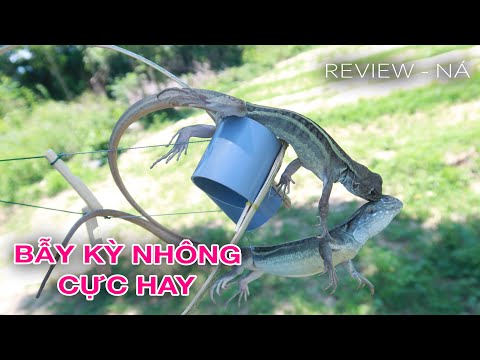 Video Cách bẫy kỳ nhông (dông cát) với ống nhựa và tre cực... - youtube