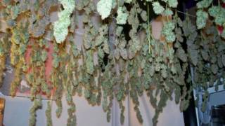 My Apartment Growroom Purple Erkle & OG Purps Harvest