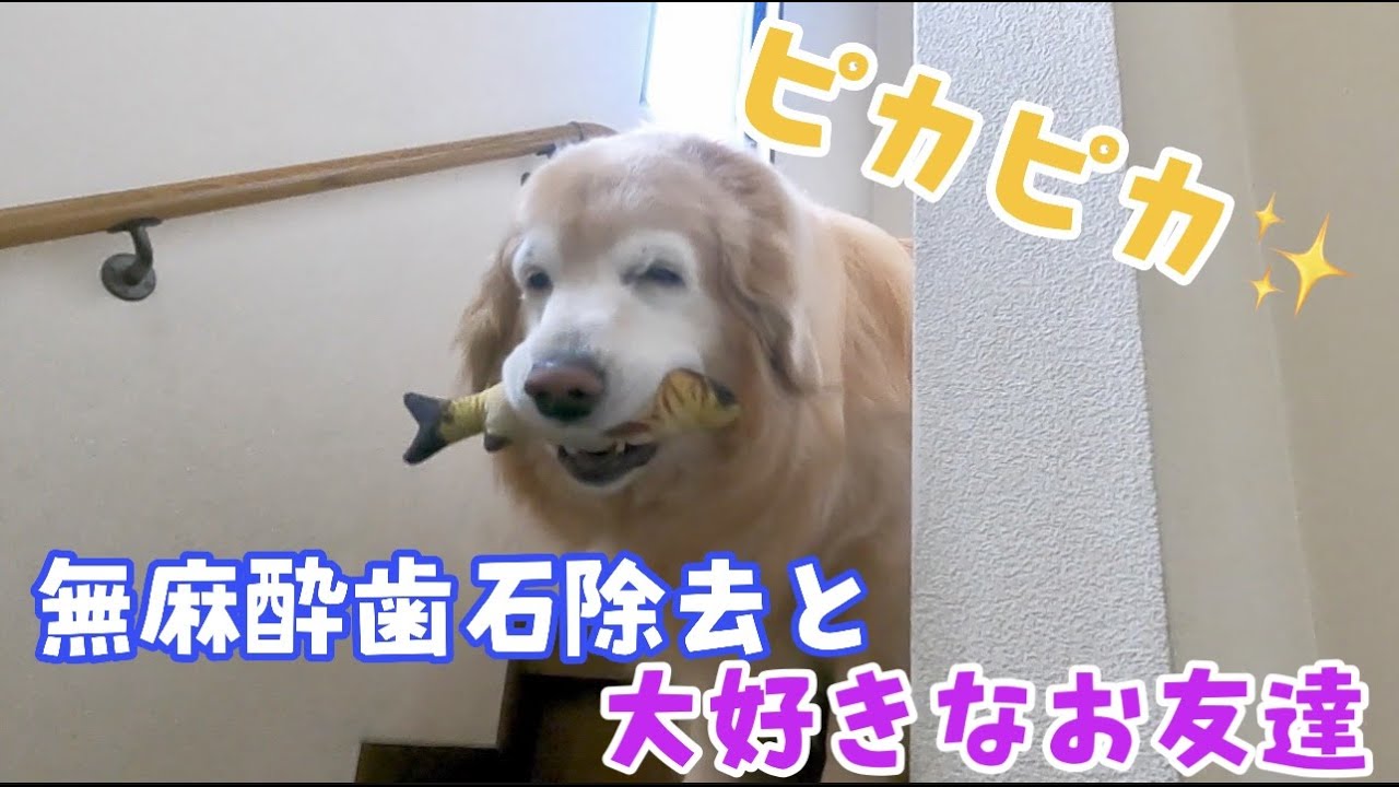 あーちゃん無麻酔歯石除去の日でピッカピカ　ゴールデンレトリバー