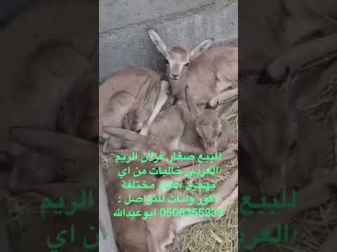 صغير الغزال