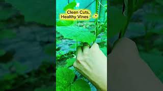 Satisfying Cucumber Plant Care | Plant ASMR 🌿 #shorts #greenhouse