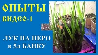 ч.1 лук на перо в 5 л банке