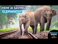 The elephants story how ai saving the giants  connecting the dots