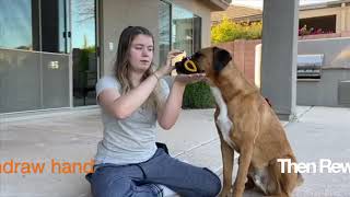 Learning Dog Tricks at Home: Balance a Treat on Your Nose