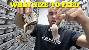 Saturday Snake School! What Size You Should Feed Your Ball Python