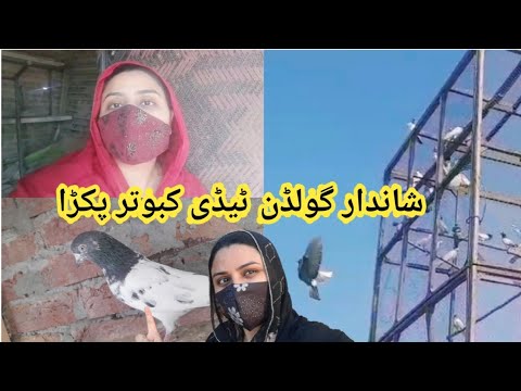 Golden Teddy Kabootar Pakra||آج گولڈن ٹیڈی کبوتر پکڑا @PigeonfamilyVlogs4.1